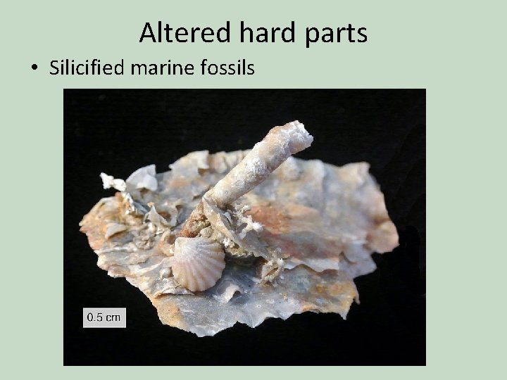 Altered hard parts • Silicified marine fossils 