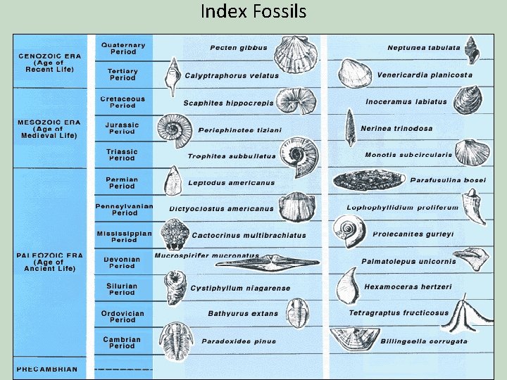 Index Fossils 
