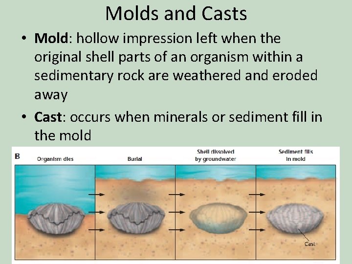 Molds and Casts • Mold: hollow impression left when the original shell parts of