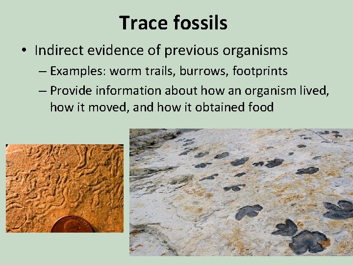 Trace fossils • Indirect evidence of previous organisms – Examples: worm trails, burrows, footprints