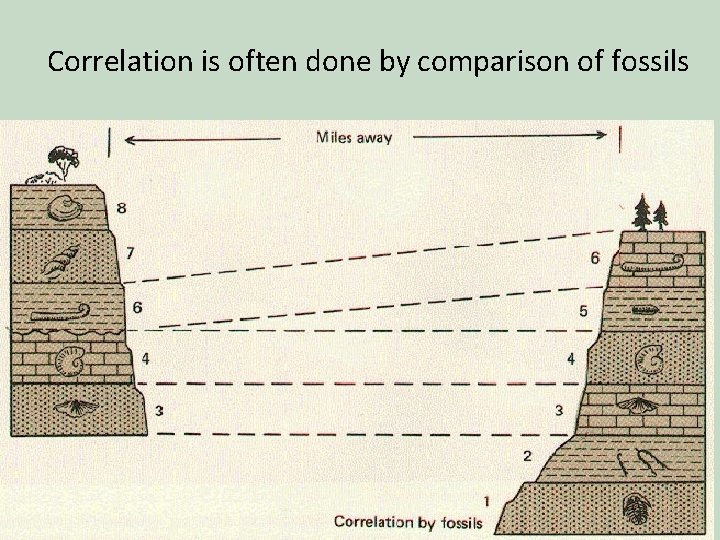Correlation is often done by comparison of fossils 