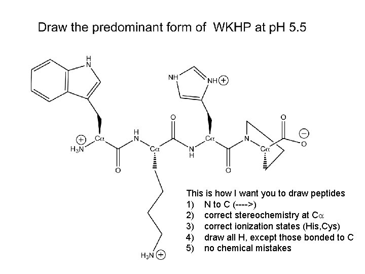 This is how I want you to draw peptides 1) N to C (---->)