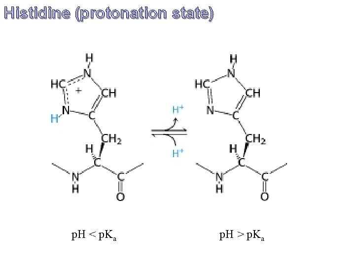 Histidine (protonation state) p. H < p. Ka p. H > p. Ka 