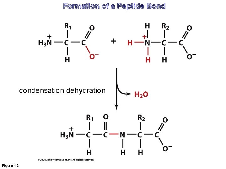 Formation of a Peptide Bond condensation dehydration Figure 4 -3 