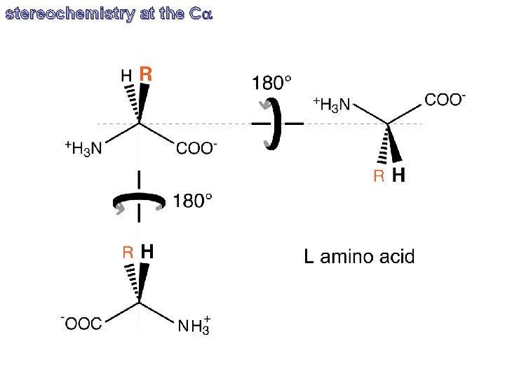 stereochemistry at the Ca 