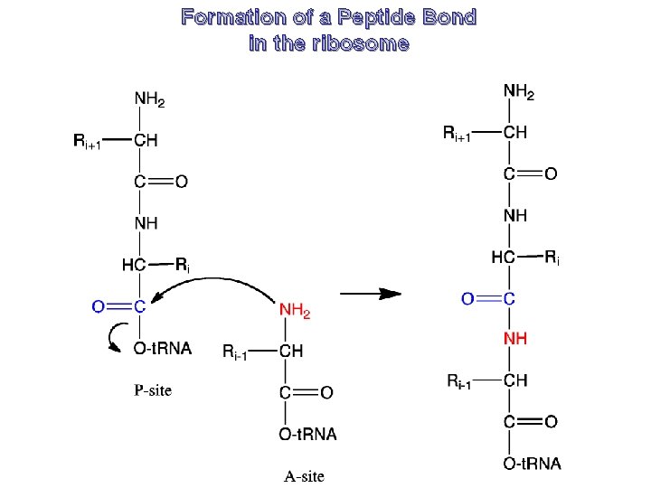 Formation of a Peptide Bond in the ribosome 