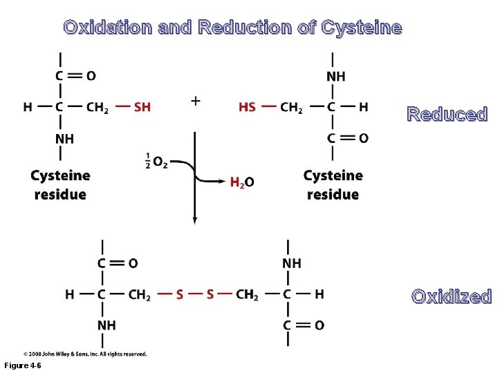 Oxidation and Reduction of Cysteine Reduced Oxidized Figure 4 -6 