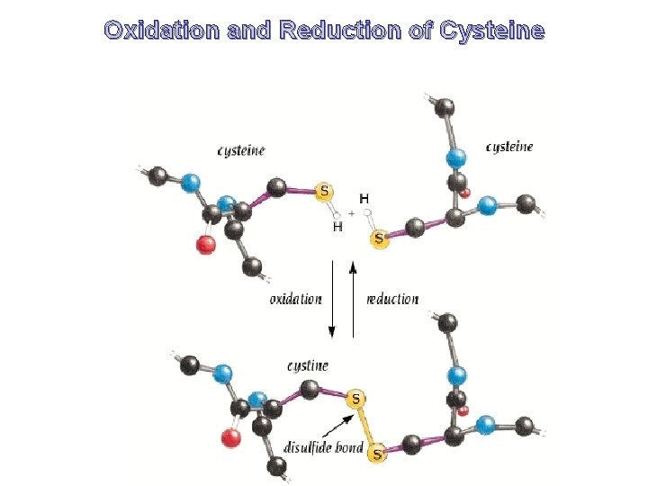 Oxidation and Reduction of Cysteine 