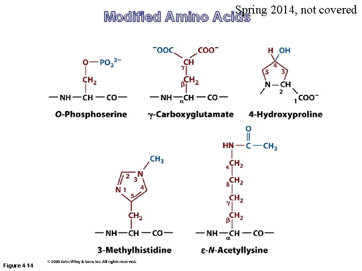 Spring 2014, not covered Modified Amino Acids Figure 4 -14 