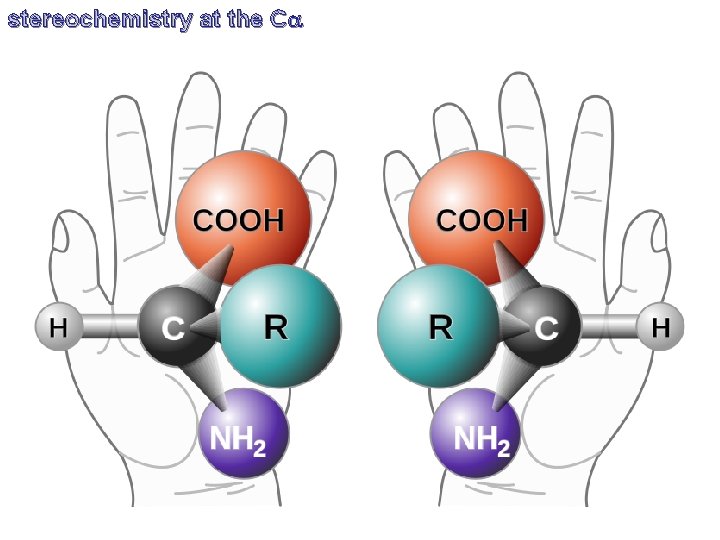 stereochemistry at the Ca 