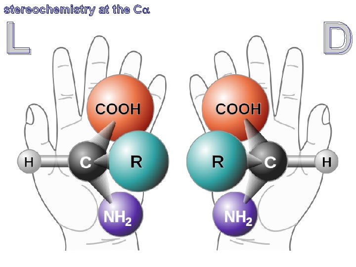 stereochemistry at the Ca L D 