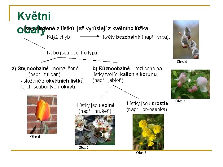 Květní - jsou složené z lístků, jež vyrůstají z květního lůžka. obaly Když chybí