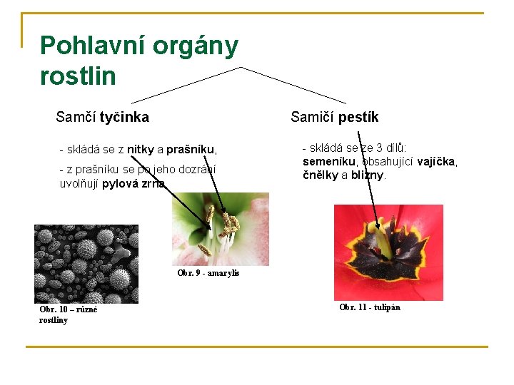 Pohlavní orgány rostlin Samčí tyčinka Samičí pestík - skládá se z nitky a prašníku,