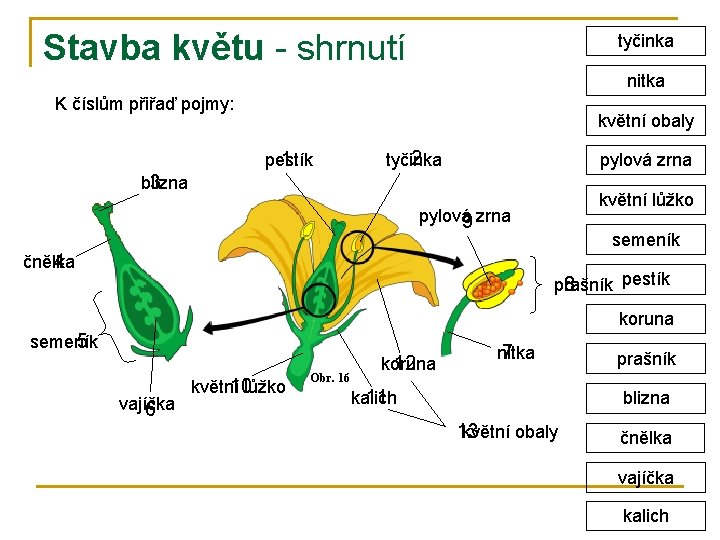 Stavba květu - shrnutí tyčinka nitka K číslům přiřaď pojmy: květní obaly 1 pestík