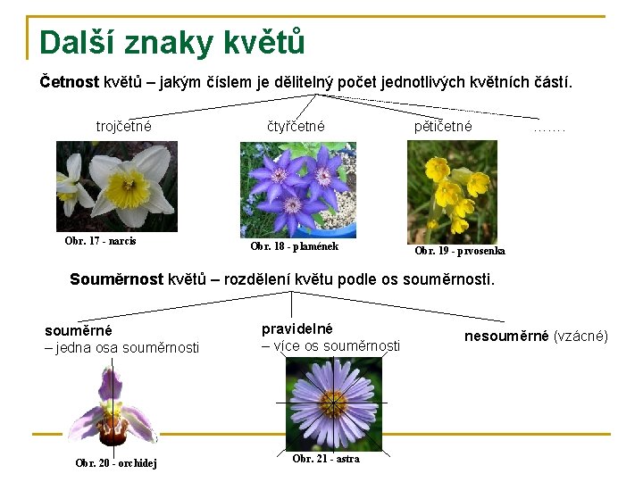 Další znaky květů Četnost květů – jakým číslem je dělitelný počet jednotlivých květních částí.