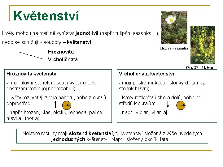 Květenství Květy mohou na rostlině vyrůstat jednotlivě (např. : tulipán, sasanka…), nebo se sdružují