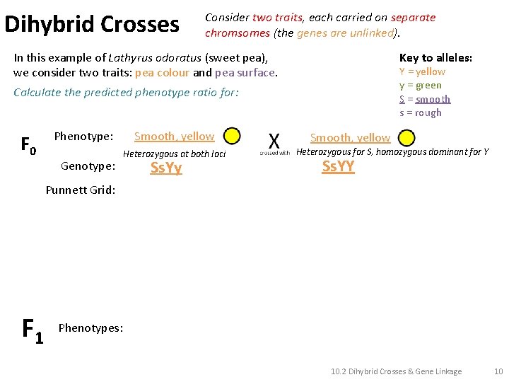 Dihybrid Crosses Consider two traits, each carried on separate chromsomes (the genes are unlinked).
