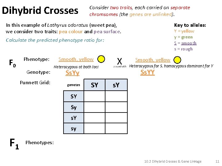 Dihybrid Crosses Consider two traits, each carried on separate chromsomes (the genes are unlinked).