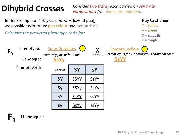 Dihybrid Crosses Consider two traits, each carried on separate chromsomes (the genes are unlinked).
