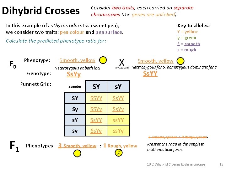 Dihybrid Crosses Consider two traits, each carried on separate chromsomes (the genes are unlinked).