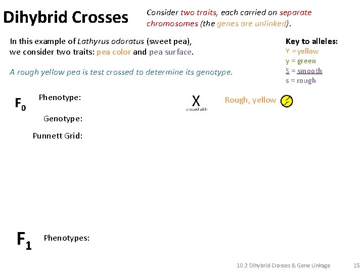 Dihybrid Crosses Consider two traits, each carried on separate chromosomes (the genes are unlinked).