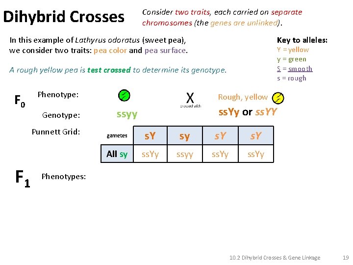 Dihybrid Crosses Consider two traits, each carried on separate chromosomes (the genes are unlinked).