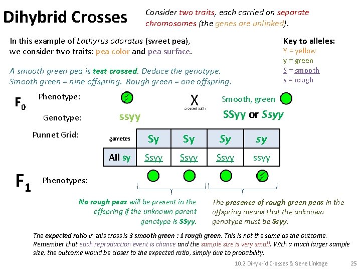Dihybrid Crosses Consider two traits, each carried on separate chromosomes (the genes are unlinked).