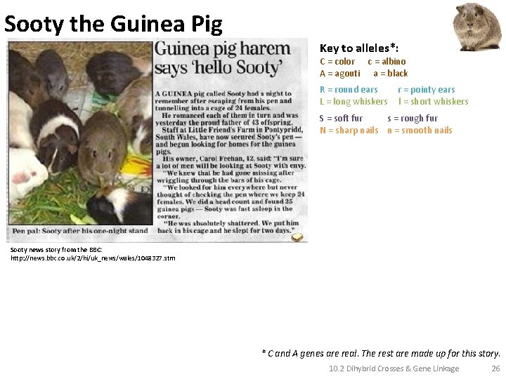 Sooty the Guinea Pig Key to alleles*: C = color c = albino A