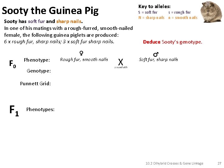 Sooty the Guinea Pig Sooty has soft fur and sharp nails. In one of