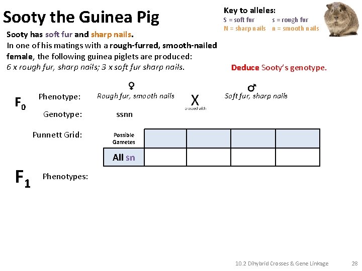 Sooty the Guinea Pig Sooty has soft fur and sharp nails. In one of