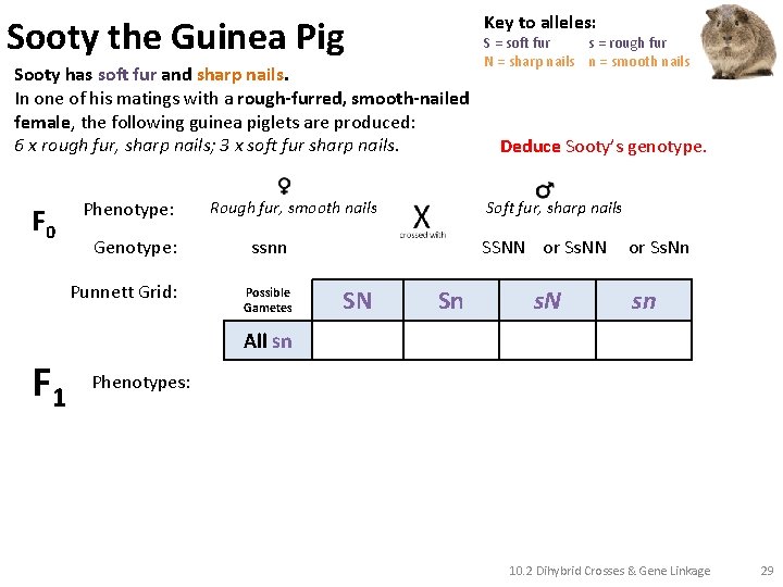 Key to alleles: Sooty the Guinea Pig Sooty has soft fur and sharp nails.