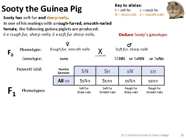 Key to alleles: Sooty the Guinea Pig Sooty has soft fur and sharp nails.