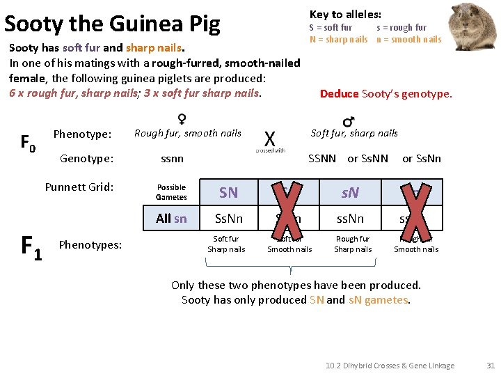 Key to alleles: Sooty the Guinea Pig Sooty has soft fur and sharp nails.