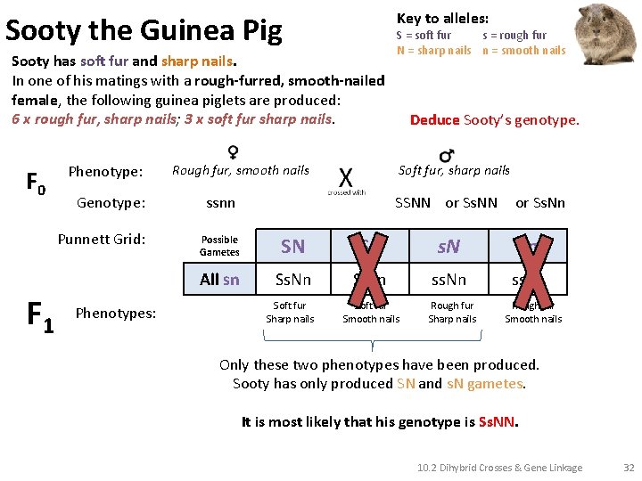 Key to alleles: Sooty the Guinea Pig Sooty has soft fur and sharp nails.