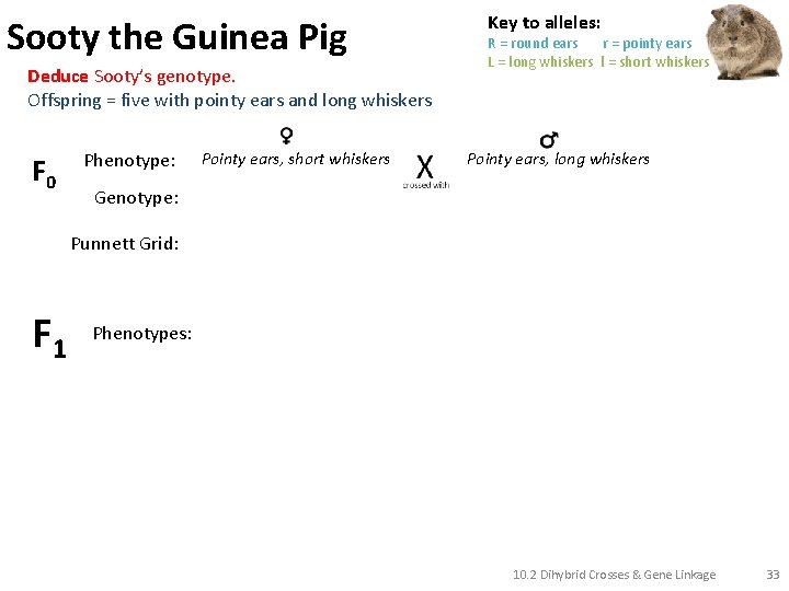 Sooty the Guinea Pig Deduce Sooty’s genotype. Offspring = five with pointy ears and