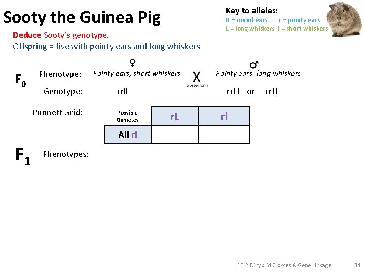 Key to alleles: Sooty the Guinea Pig Deduce Sooty’s genotype. Offspring = five with