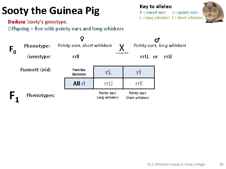 Key to alleles: Sooty the Guinea Pig Deduce Sooty’s genotype. Offspring = five with