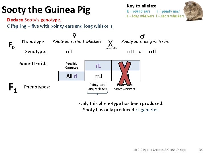 Key to alleles: Sooty the Guinea Pig Deduce Sooty’s genotype. Offspring = five with