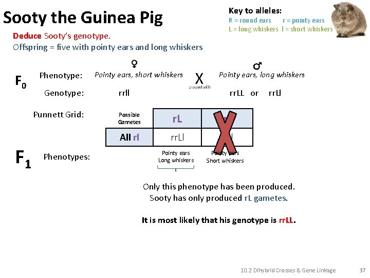 Key to alleles: Sooty the Guinea Pig Deduce Sooty’s genotype. Offspring = five with