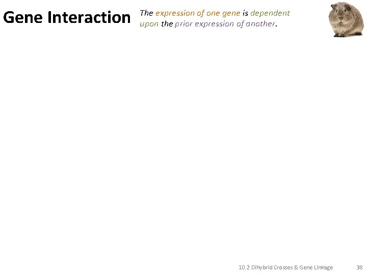 Gene Interaction The expression of one gene is dependent upon the prior expression of