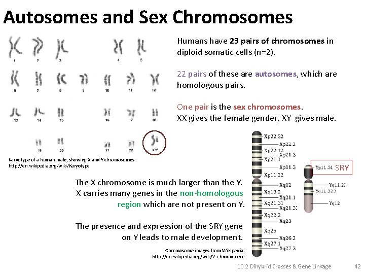 Autosomes and Sex Chromosomes Humans have 23 pairs of chromosomes in diploid somatic cells