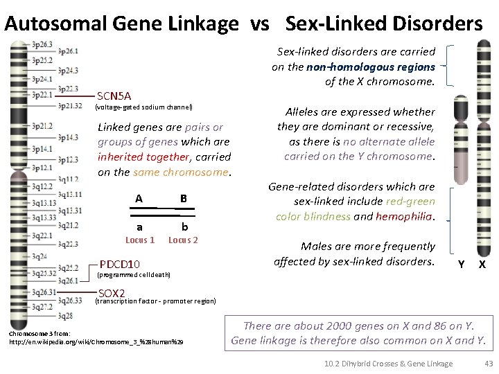 Autosomal Gene Linkage vs Sex-Linked Disorders Sex-linked disorders are carried on the non-homologous regions