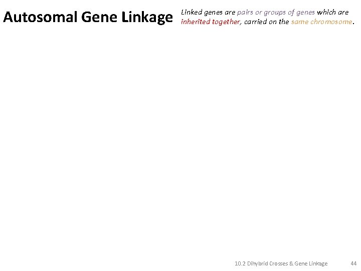 Autosomal Gene Linkage Linked genes are pairs or groups of genes which are inherited