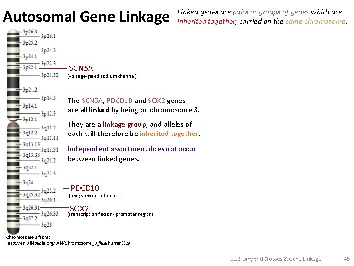 Autosomal Gene Linkage Linked genes are pairs or groups of genes which are inherited