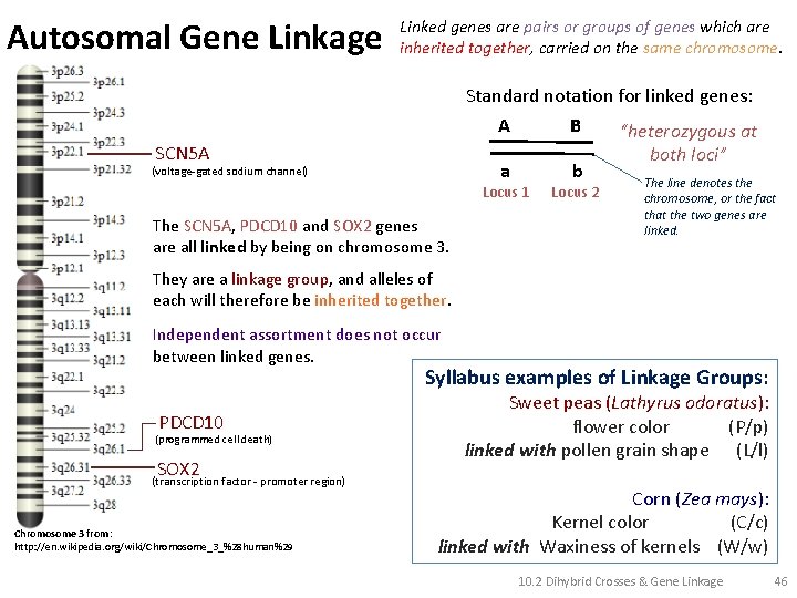 Autosomal Gene Linkage Linked genes are pairs or groups of genes which are inherited