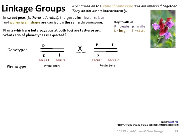 Linkage Groups Are carried on the same chromosome and are inherited together. They do