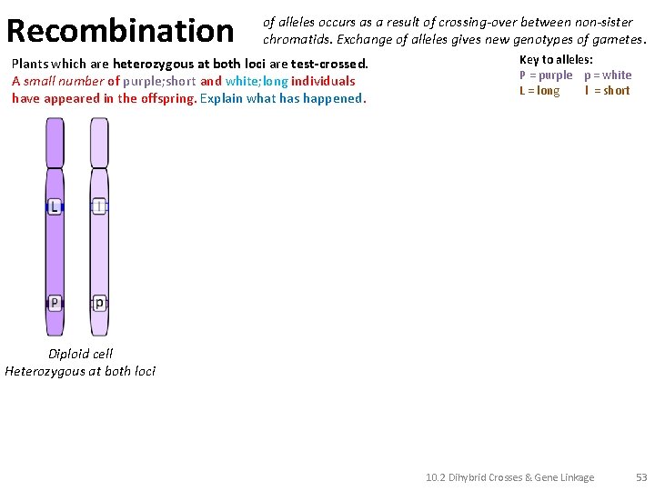 Recombination of alleles occurs as a result of crossing-over between non-sister chromatids. Exchange of