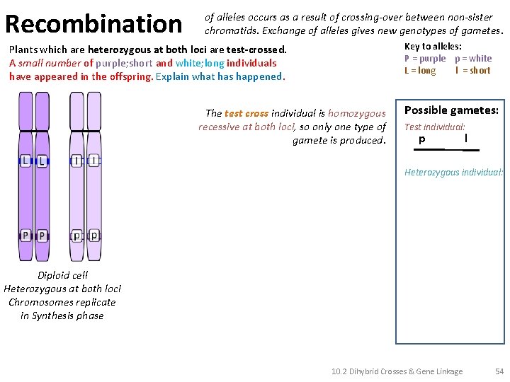 Recombination of alleles occurs as a result of crossing-over between non-sister chromatids. Exchange of