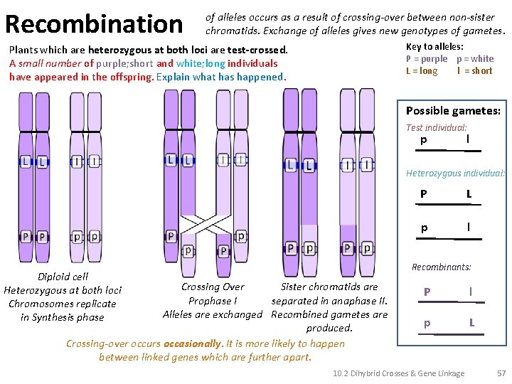 Recombination of alleles occurs as a result of crossing-over between non-sister chromatids. Exchange of