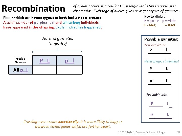 Recombination of alleles occurs as a result of crossing-over between non-sister chromatids. Exchange of